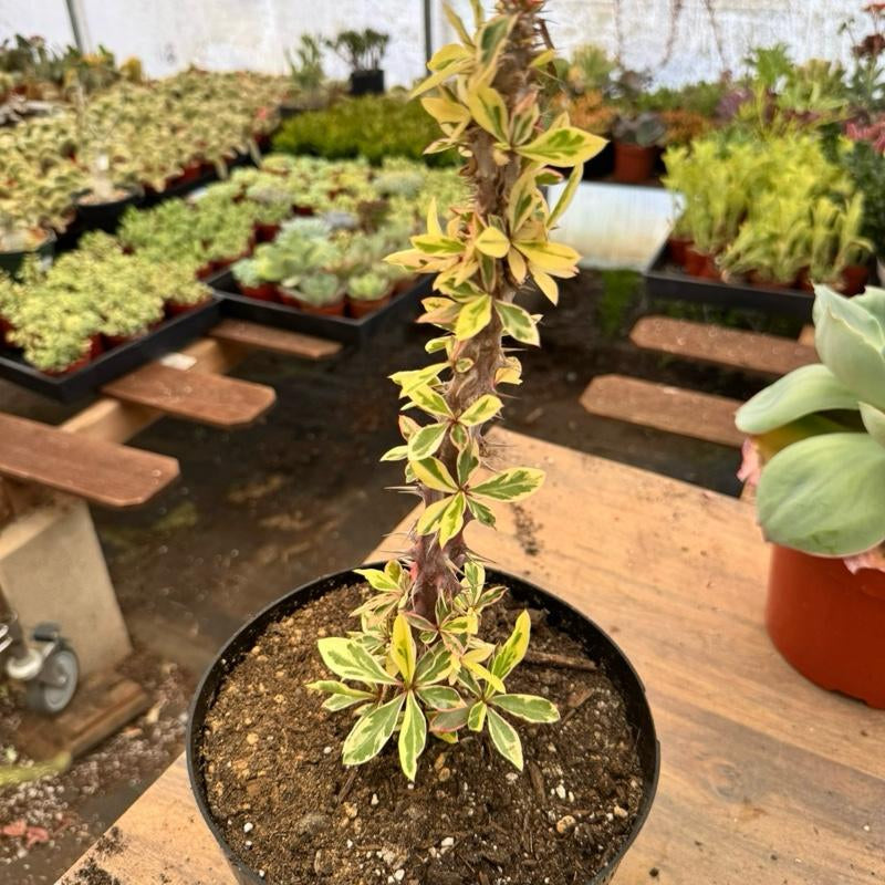 Variegated Crown of Thorns 8 Inch Pot