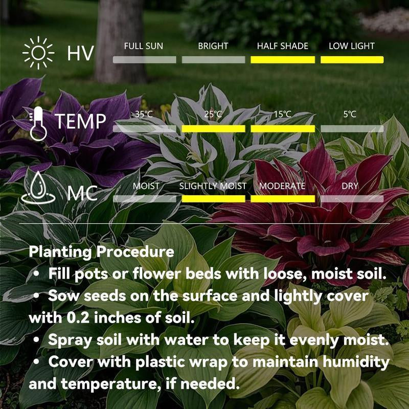 Hosta Seeds – Perennial Shade Plant for Garden and Yard
